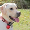 犬の迷子札のオスス…