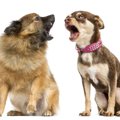 チワワのしつけ方ま…