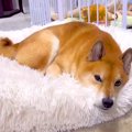 いつもは塩対応な犬…