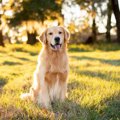 『優しい犬種』ラン…