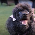 子犬工場から救われ…