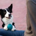 犬が『遊びに誘って…