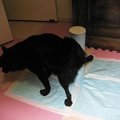 室内でのマーキング…