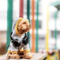 秋は犬にどんな服を…