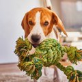 犬が家の中で騒ぐ！…