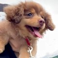 赤ちゃん犬を『抱っ…