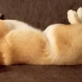 ソファでのんびり寝…