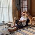 されてみたい！柴犬…