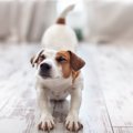 犬に必ず覚えさせる…