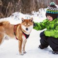 柴犬がみせる『柴距…