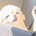 車に乗る2匹の小型犬…