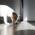 犬が家の床を舐める…