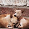 野犬に対して狂犬病…