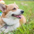 あるある♡愛犬を『可…
