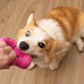 犬が『おもちゃを咥…