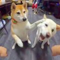 2匹の犬と『オヤツは…