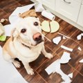 犬が「今は構っても…