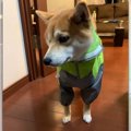 雨散歩が嫌すぎるイ…
