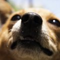 犬の鼻が世界を救う…