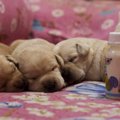 ワンちゃんを迎えた…