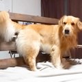 大型犬が"お風…