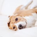 犬がよくいる『好き…
