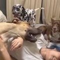 大型犬って家の中で…