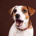 犬が口を『パクパク…