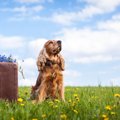 犬を土葬するときに…
