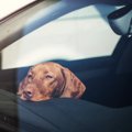 愛犬を危険に晒す『…