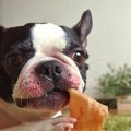 犬に生食を与える「B…