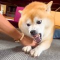 ブチ切れている犬に…