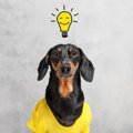 頭良すぎ！犬がよく…