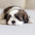 運動量が少ない犬種…
