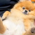 実家に帰省→犬も一緒…