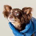 愛犬が歳をとるとい…