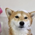 柴犬におすすめのシ…