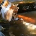 鯉とお話し中のロク…