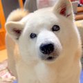 犬を『毎日子供のよ…