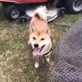 ドッグランで大興奮…