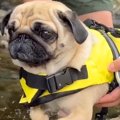 川で犬かきの練習を…