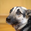 逆効果！愛犬が言う…