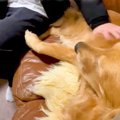 大型犬の女の子が『…