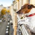 犬をベランダに出す…