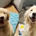 犬の親子によるイタ…