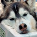 お出かけだと思って…