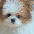 フワフワの小型犬を…