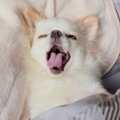 『５年間、犬と同じ…