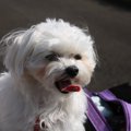 犬の『呼吸がおかし…