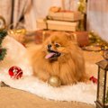 犬のイタズラからク…